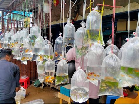 Kolathur Fish Market in Mahatma Gandhi Nagar, Girija Nagar, .